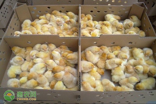 鸡肉价格一个月翻两倍背后原因解析及后期行情预测-松松肥园艺土