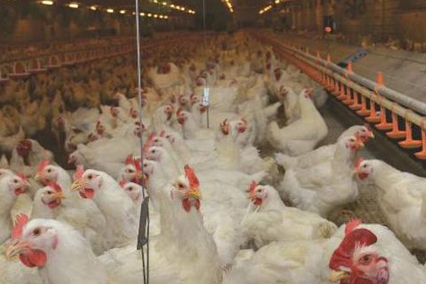 鸡肉价格一个月翻两倍背后原因解析及后期行情预测-松松肥园艺土 鸡肉价格一个月翻两倍背后原因解析及后期行情预测-松松肥园艺土