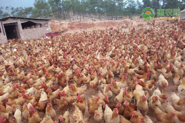 鸡肉价格一个月翻两倍背后原因解析及后期行情预测-松松肥园艺土