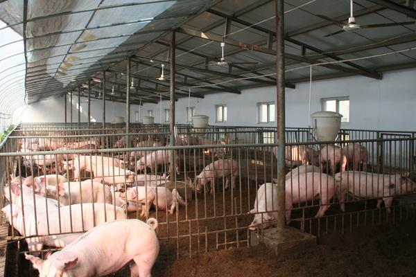 今日生猪价格行情分析 猪价稳中多涨局部地区反弹显著-松松肥园 今日生猪价格行情分析 猪价稳中多涨局部地区反弹显著-松松肥园