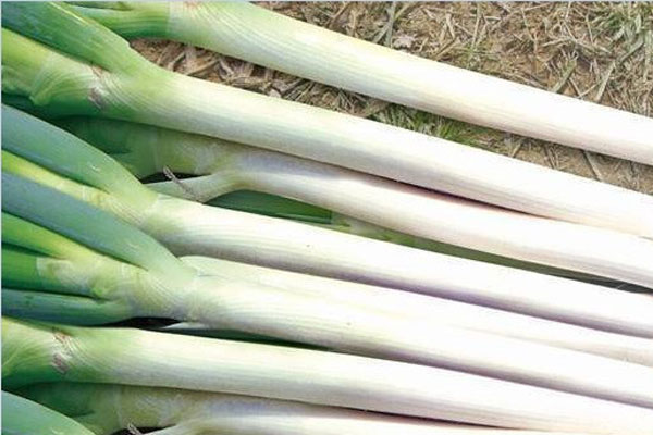 大葱价格暴涨两倍背后原因分析 供需失衡推动菜价上涨-松松肥园 大葱价格暴涨两倍背后原因分析 供需失衡推动菜价上涨-松松肥园