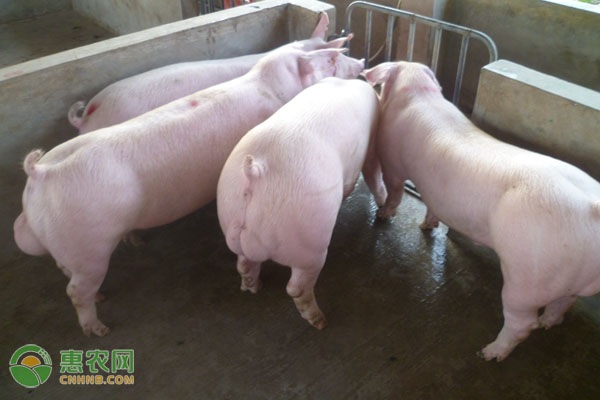 昆明猪价今日行情分析 生猪价格走势及未来预测-松松肥园艺土 昆明猪价今日行情分析 生猪价格走势及未来预测-松松肥园艺土