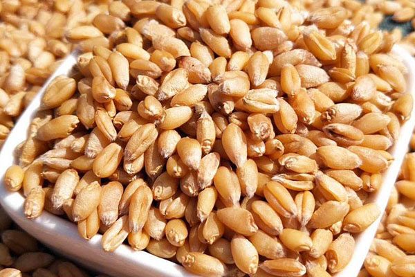 新小麦收购价格行情分析及后期走势预测-松松肥园艺土