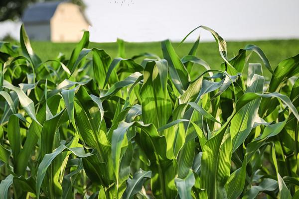 玉米价格持续上涨行情分析 各地收购价格走势及影响因素解读-松