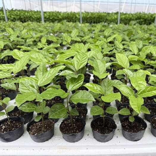 肇庆锄地农业科技百香果专用播种扦插育苗基质营养土