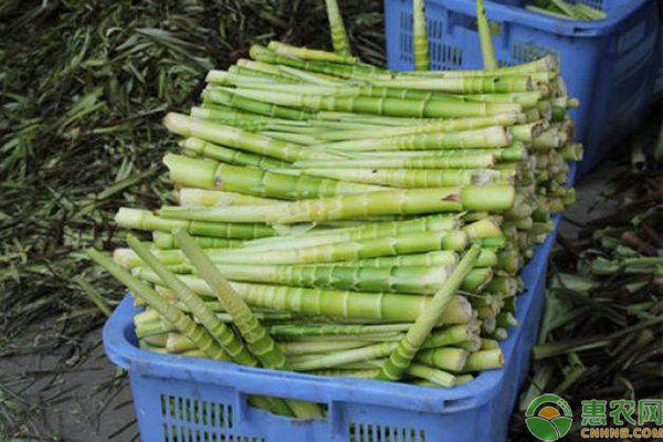 新鲜竹笋多少钱一斤？吃竹笋有什么好处？