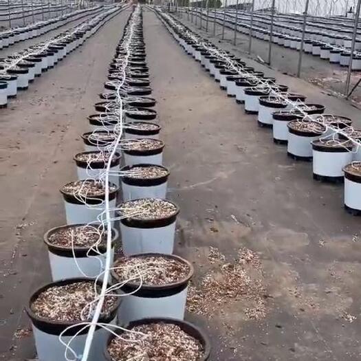 蓝莓专用营养土栽培基质