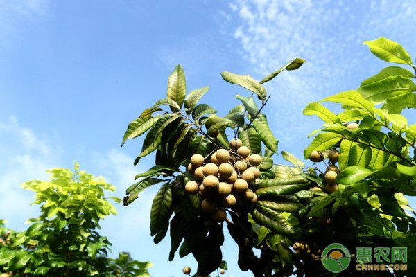 桂圆市场价格行情分析及种植投资回报评估-松松肥园艺土