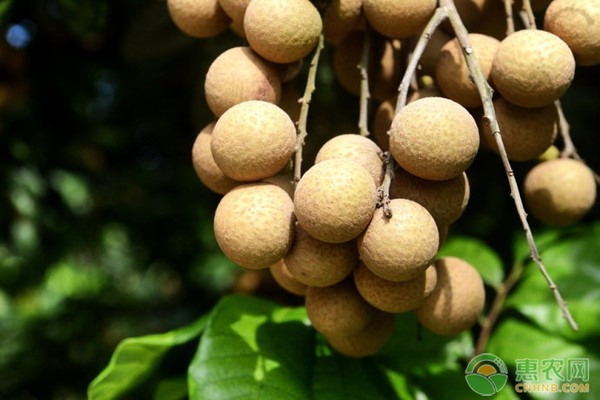 桂圆市场价格行情分析及种植投资回报评估-松松肥园艺土