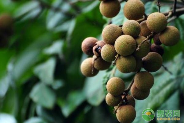 桂圆市场价格行情分析及种植投资回报评估-松松肥园艺土