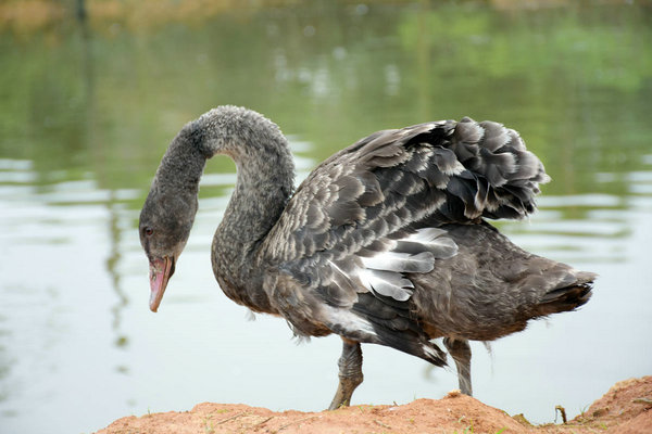 成品雁鹅多少钱一斤？养殖前景分析及市场行情-松松肥园艺土