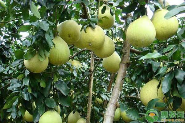 从畅销到滞销,今年柚子到底怎么了?(附今日... 从畅销到滞销,今年柚子到底怎么了?(附今日...