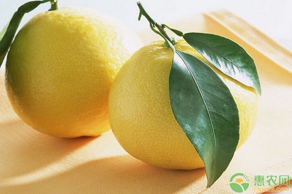 从畅销到滞销,今年柚子到底怎么了?(附今日... 从畅销到滞销,今年柚子到底怎么了?(附今日...