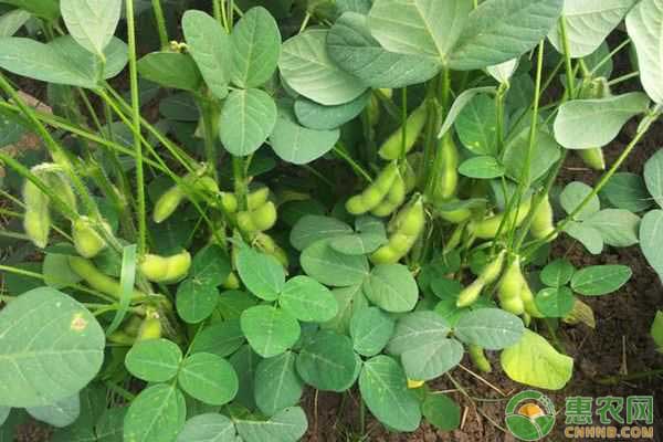 毛豆最新价格 毛豆最新价格