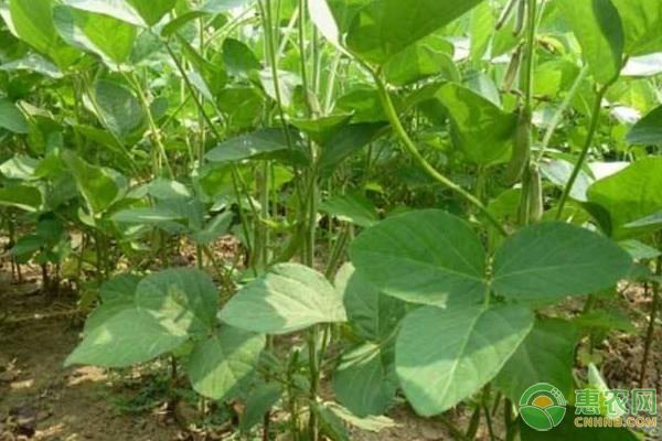 毛豆的成分和营养价值 毛豆的成分和营养价值