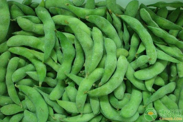 毛豆价格行情分析 毛豆价格行情分析