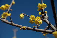 腊梅树价格多少钱一棵？腊梅树栽培技术
