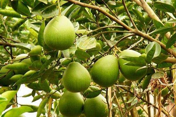 从畅销到滞销，今年柚子到底怎么了？（附今日...