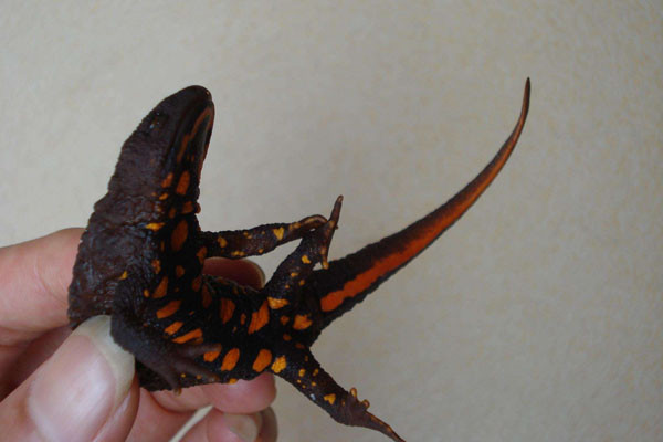 假娃娃鱼是什么鱼？假娃娃鱼多少钱一斤？