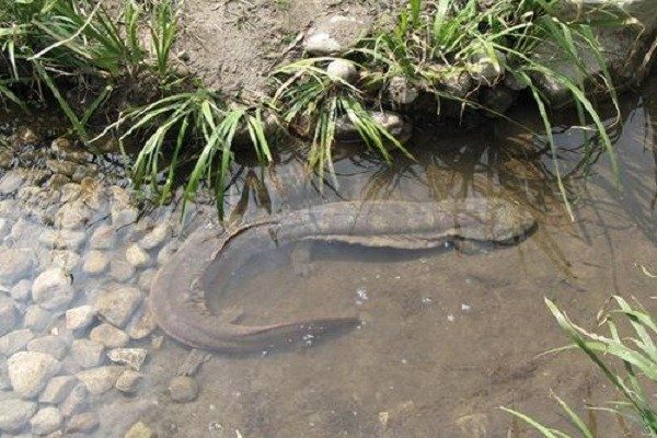 贵阳娃娃鱼多少钱一斤?娃娃鱼的养殖现状如何?