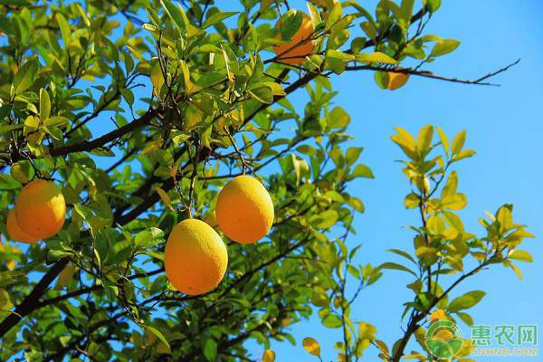 从畅销到滞销,今年柚子到底怎么了?(附今日... 从畅销到滞销,今年柚子到底怎么了?(附今日...