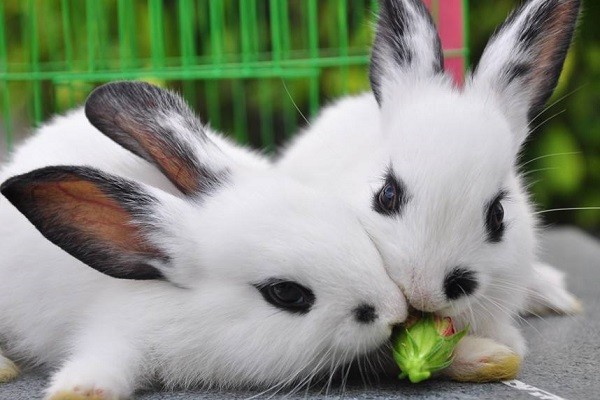 熊猫兔体型大小及价格行情分析 养殖要点全解-松松肥园艺土