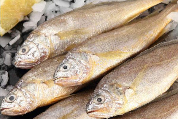 冰黄鱼价格行情及营养价值分析 养殖与野生黄鱼价格对比-松松肥园艺土