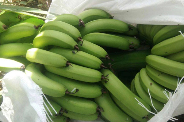 广东香蕉1号价格多少钱一斤？品种特点及市场行情分析-松松肥园艺土