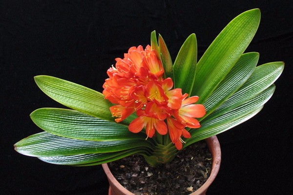 盆栽君子兰价格多少一盆？养殖方法和注意事项详解-松松肥园艺土