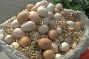 中秋节前鸡蛋价格下跌 蛋鸡产蛋旺季供应增多影响价格走势-松松肥园艺土