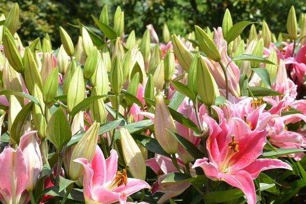 百合花价格多少一束？种植技术要点全解析-松松肥园艺土
