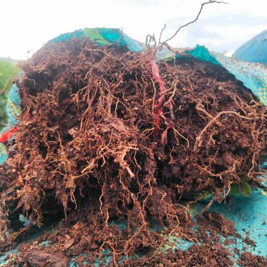 山基土，腐殖土