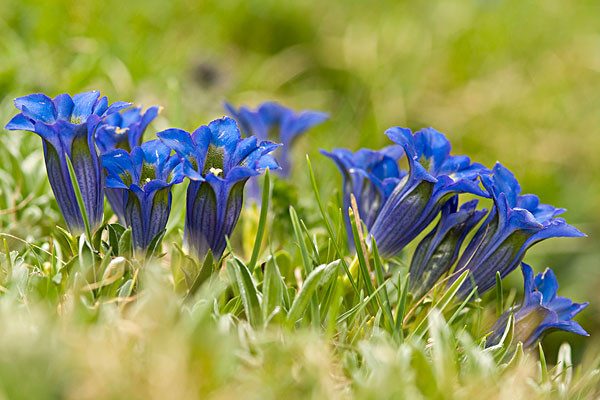 龙胆草价格多少钱一斤 种植方法和技术要点-松松肥园艺土