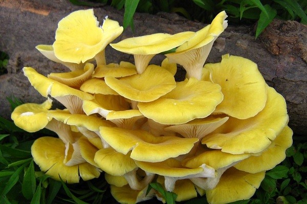 长白山小黄蘑价格多少钱一斤 营养功效全面解析-松松肥园艺土