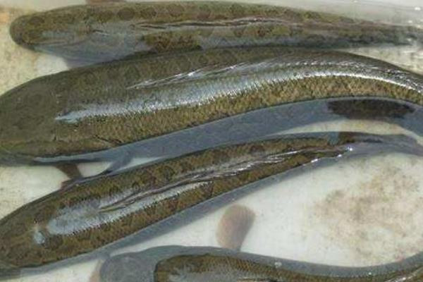 鳢鱼价格多少钱一斤 养殖技术要点全面解析-松松肥园艺土