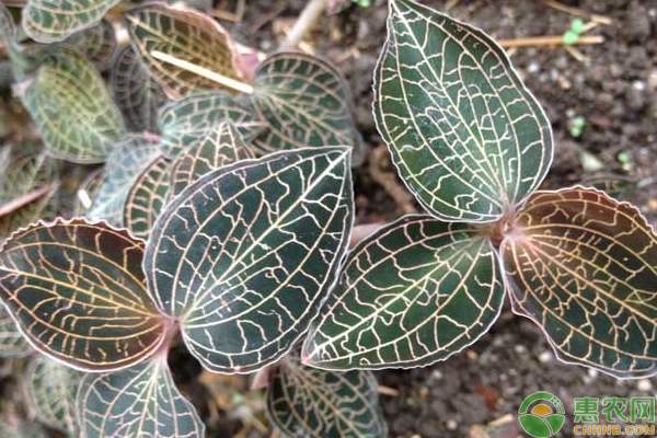 金线莲为什么叫鸟人参？<span style='color:#FF8001' title=