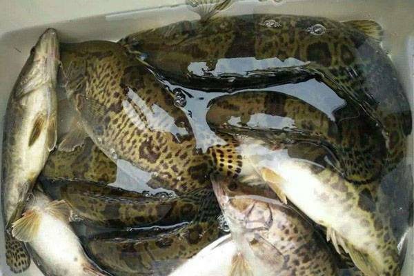 鳜鱼价格行情及营养价值分析，清蒸红烧美味做法全解-松松肥园艺土