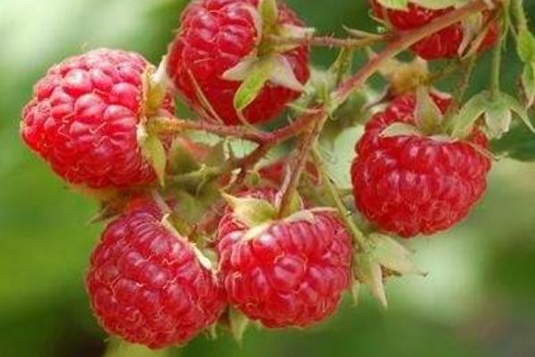 树莓价格多少钱一斤？树莓种植管理技术详解-松松肥园艺土