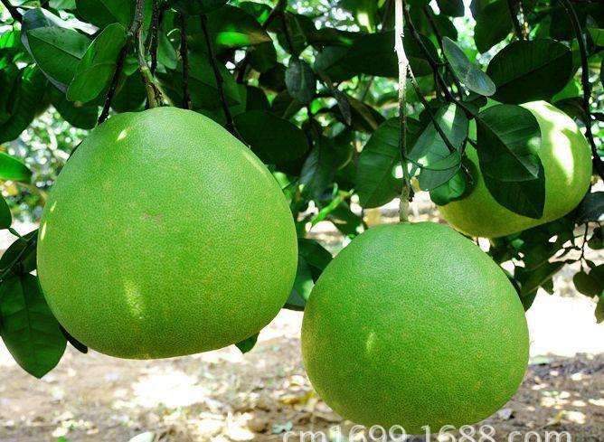 台湾青柚价格多少钱一斤？高效益种植技术全解析-松松肥园艺土