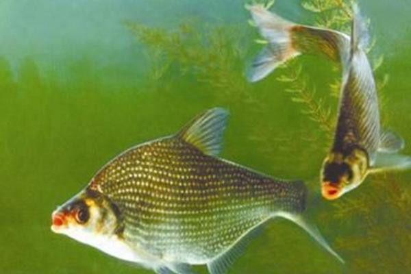 鳊鱼价格行情一览及科学养殖技术要点分享-松松肥园艺土