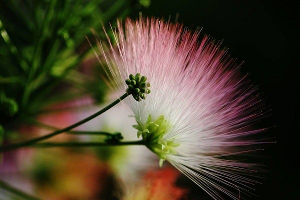合欢花价格多少钱一斤？花期多久？一文读懂其价值与用途-松松肥