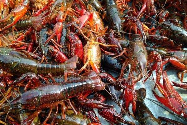 小龙虾价格跌破8元一斤？2019价格规律与降价原因分析-松松