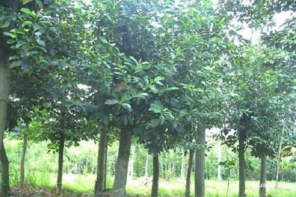 桤木价格多少钱一棵?桤木有哪些用途及优点?