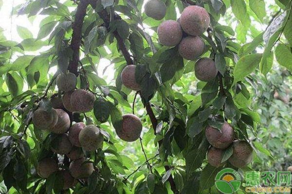 各品种李子树苗哪里有批发？李子树苗多少钱一棵？