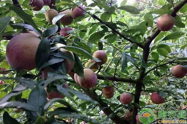 各品种<span style='color:#FF8001' title=