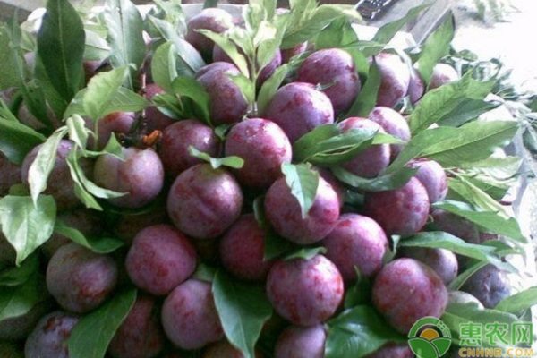 各品种李子树苗哪里有批发？李子树苗多少钱一棵？