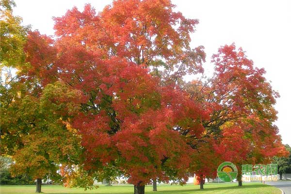 枫树价格多少钱一棵？枫树叶有什么功效和作用？