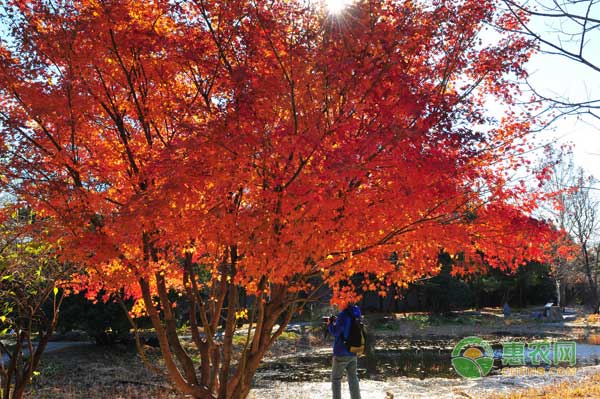 枫树价格多少钱一棵？枫树叶有什么功效和作用？