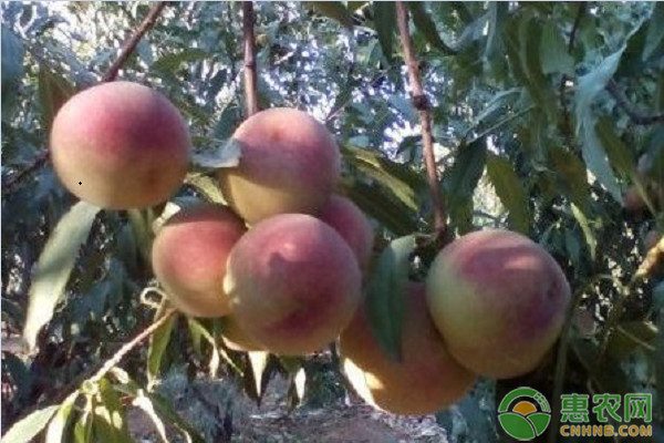 桃树苗批发价格多少钱一棵?桃树苗什么时候种植最好? 桃树苗批发价格多少钱一棵?桃树苗什么时候种植最好?