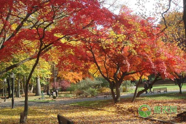 枫树价格多少钱一棵？枫树叶有什么功效和作用？